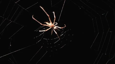 Spider weaves a network Stock Footage 6527214
