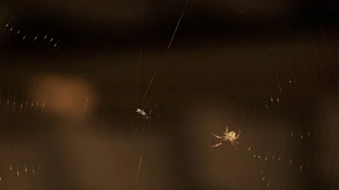 The spider weaves a strong web Stock Footage 157432390