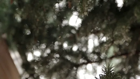 Spider Weaves the Web accelerated Stock Footage 77563448