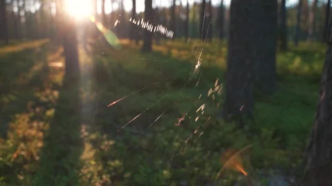 A spider weaves a web against the backdrop of a sunlit forest. A close-up of the Video stock 315220742