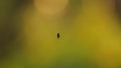 The spider weaves a web and sits on it. Stock Footage 153047754