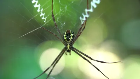 A spider weaves a web and sits on it waiting for prey. Stock Footage 218645057