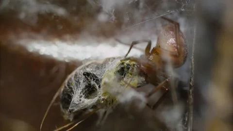Spider weaves a web around its prey Stock Footage 294384445