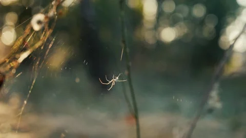 A spider weaves a web between the grass stalks in the forest at sunset 스톡 동영상 250086000