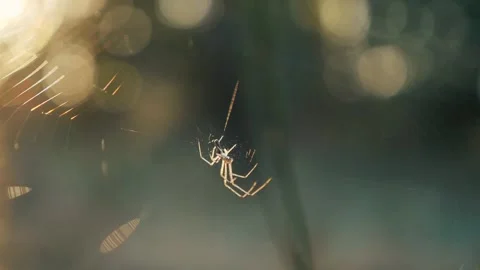 A spider weaves a web between the grass stalks in the forest at sunset Vídeos de archivo 250086194
