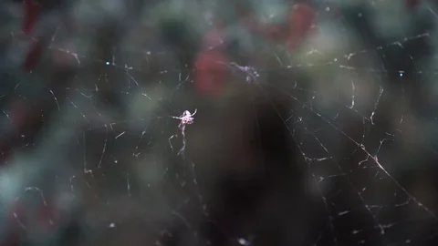 A spider weaves a web between trees Stock Footage 115178881