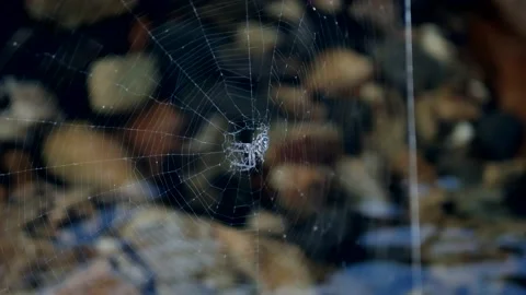 Spider weaves a web between two rocks over de river 库存影片 149073316