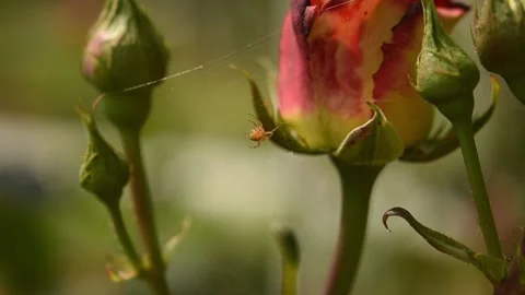 A spider weaves a web on the blurred background of a rose Stock Footage 132806179