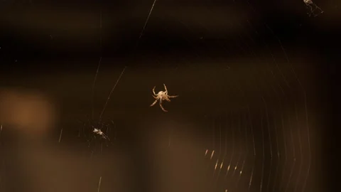 Spider weaves a web, close-up Stock Footage 158588645