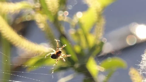 Spider weaves a web close-up Stock Footage 199481903