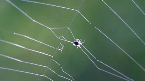 A spider weaves a web close-up in a strong wind. Stock Footage 201488351