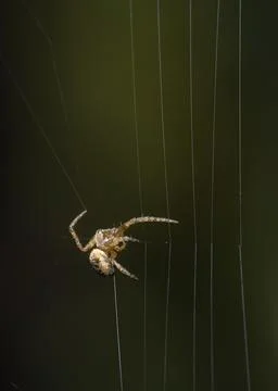 A spider weaves a web on a dark background Stock Photos