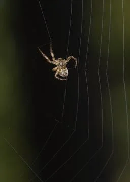 A spider weaves a web on a dark background Stock Photos