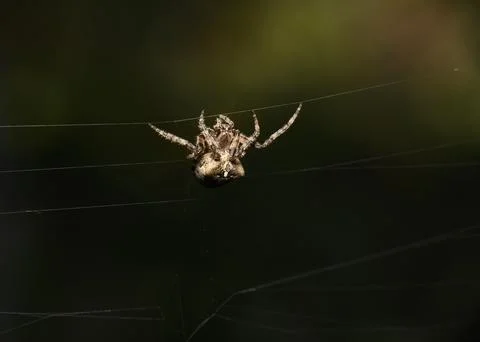 A spider weaves a web on a dark background Stock Photos