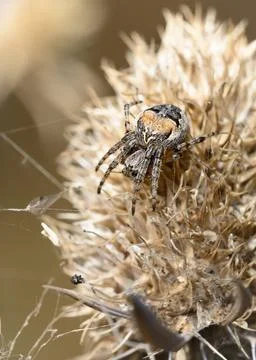 A spider weaves a web on a dried burdock flower Stock Photos