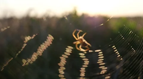 The spider weaves a web in a field at sunset Video stock 52509450