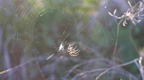 The spider weaves a web in a field at sunset Stock Footage 52510121