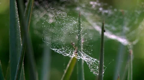 The spider weaves a web. Stock Footage 68896416