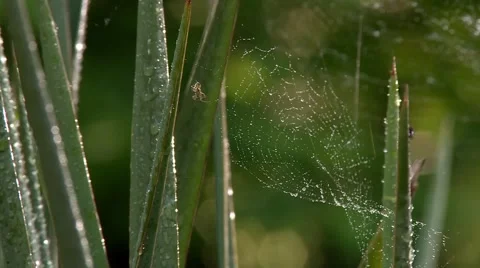 The spider weaves a web. Stock Footage 68896420