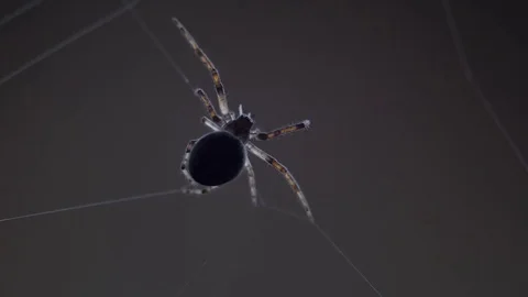 Spider weaves a web Stock Footage