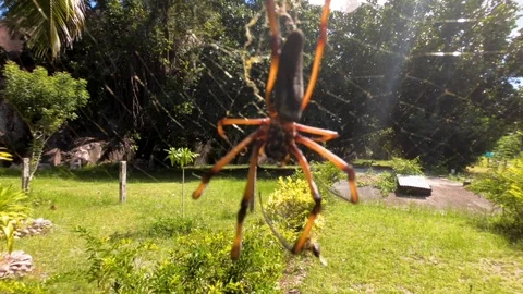 Spider weaves a web. Stock Footage 101974011