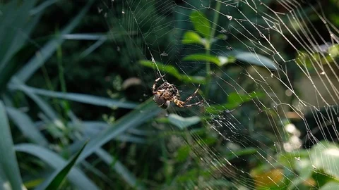 Spider weaves a web Stock Footage 123706125