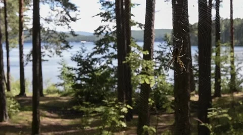 The spider weaves a web. Forest. Mountain Lake Stock Footage 64469368