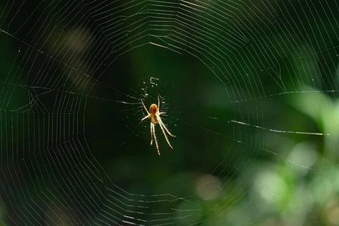 A spider weaves a web in the forest Foto stock