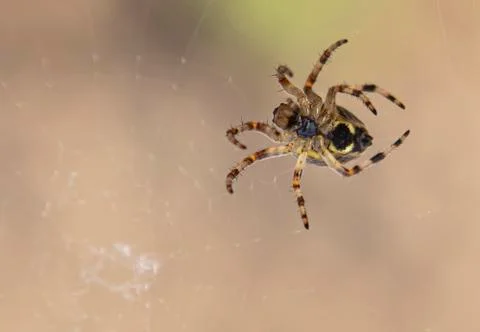 The spider weaves a web. Stock Photos