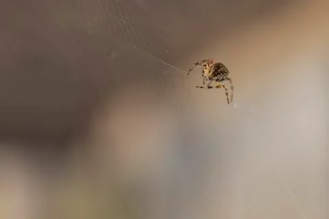 The spider weaves a web. Stock Photos
