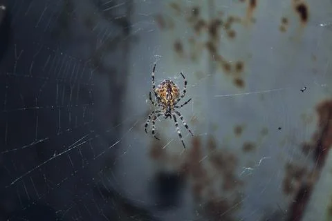 Spider weaves a web Stock Photos