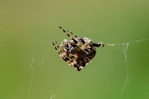 Spider weaves a web in the wild Stock Photos