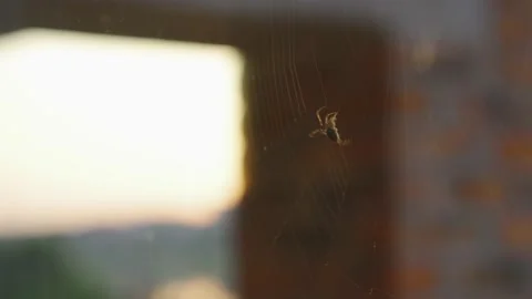 Spider weaves a web on a window glass at sunset Stock Footage 157830827