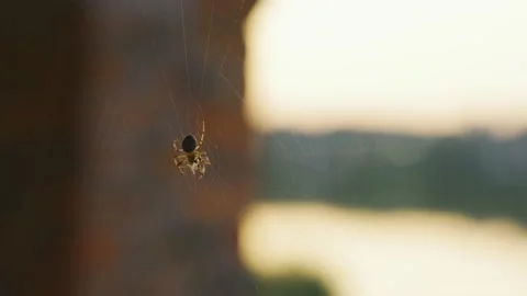Spider weaves a web on a window glass at sunrise Stock Footage 159528106