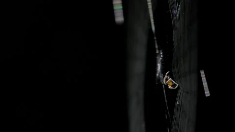 Spider Weaving and Constructing an Intricate Silk Web in 4K Slow Motion Stock Footage 337228899