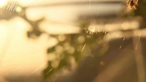 Spider weaving cobweb Stock Footage 81488701