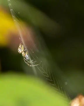 Spider weaving a delicate web among vibrant leaves in a lush garden during .. Stock Photos