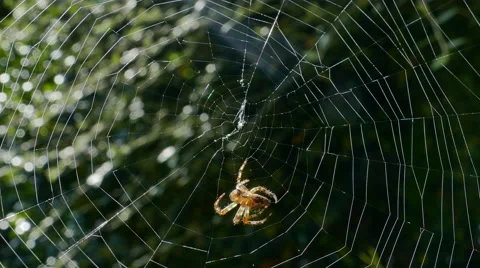 Spider weaving his web Stock Footage 55259164