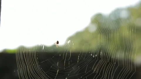 Spider Weaving Its Web Stock Footage 21455031