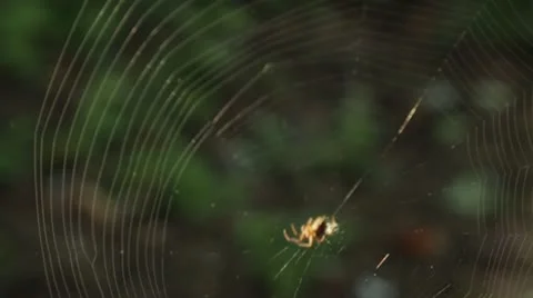 Spider Weaving Its Web Stock Footage 21455119
