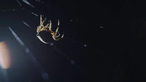 Spider weaving its web Video stock 76189553