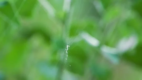 Spider weaving its web in natural environment Stock Footage 322727390