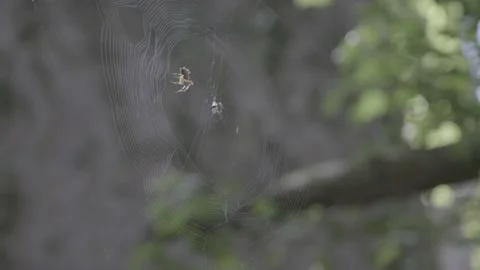 Spider weaving its web on summer, 4K, F-Log Stock Footage 139172049