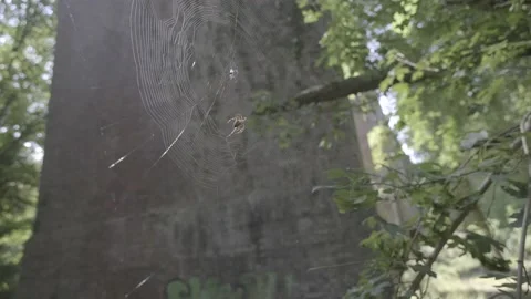 Spider weaving its web on summer, 4K, F-Log Stock Footage 139173523