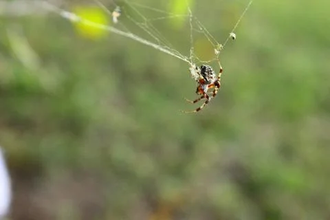 Spider weaving Stock Photos