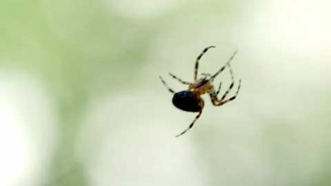Spider Weaving Silk Threads Against Pale Green Nature Background Stock Footage 335141298