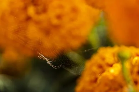 Spider weaving spider web background orange flowers cempasuchil, mexico Foto stock