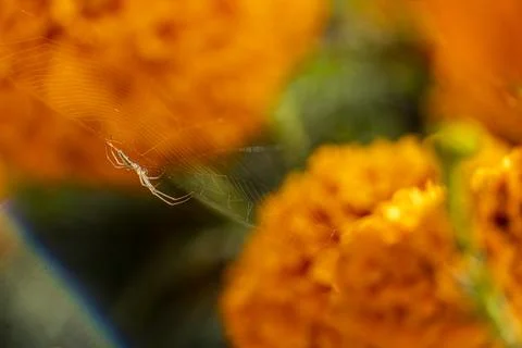 Spider weaving spider web background orange flowers cempasuchil, mexico Stock Photos