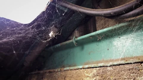Spider weaving a web in an abandoned factory. Stock Footage 311510659