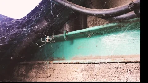 Spider weaving a web in an abandoned factory. Stock Footage 311510682